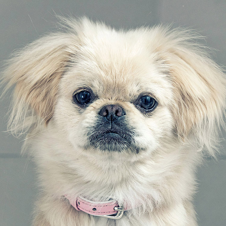 Fotografía documental para la clínica veterinaria Ordás Veterinaris. Fotografía de Nat Estudi.