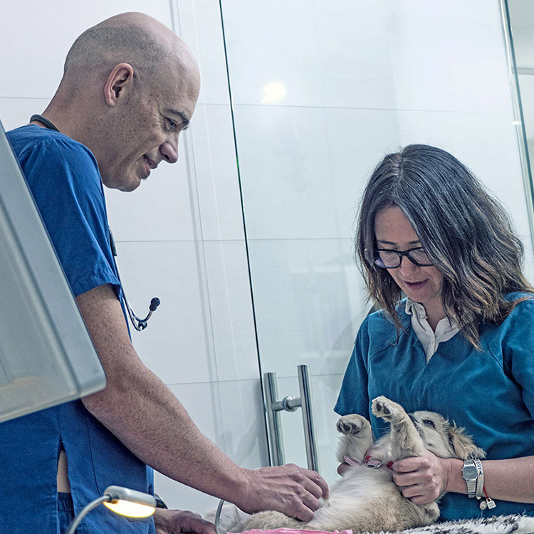 Fotografía documental para la clínica veterinaria Ordás Veterinaris. Fotografía de Nat Estudi.