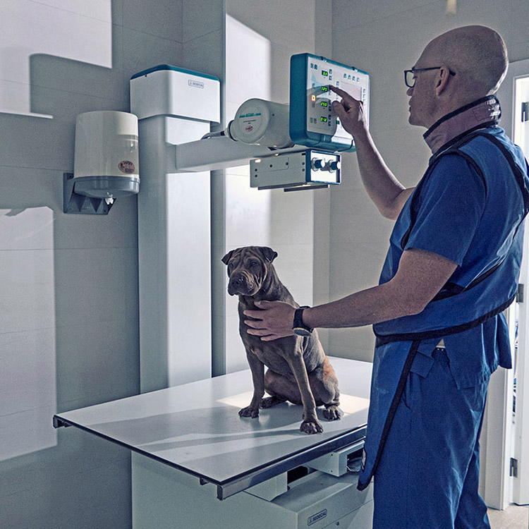 Fotografía documental para la clínica veterinaria Ordás Veterinaris. Fotografía de Nat Estudi.