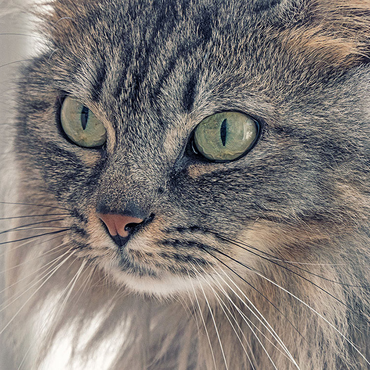 Fotografía documental para la clínica veterinaria Ordás Veterinaris. Fotografía de Nat Estudi.