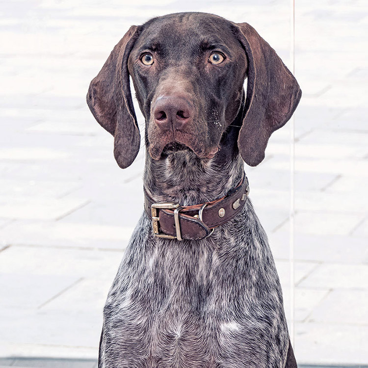 Fotografía documental para la clínica veterinaria Ordás Veterinaris. Fotografía de Nat Estudi.