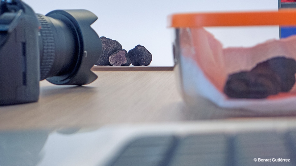 Fotografia de producte per a Fruits de la Terra